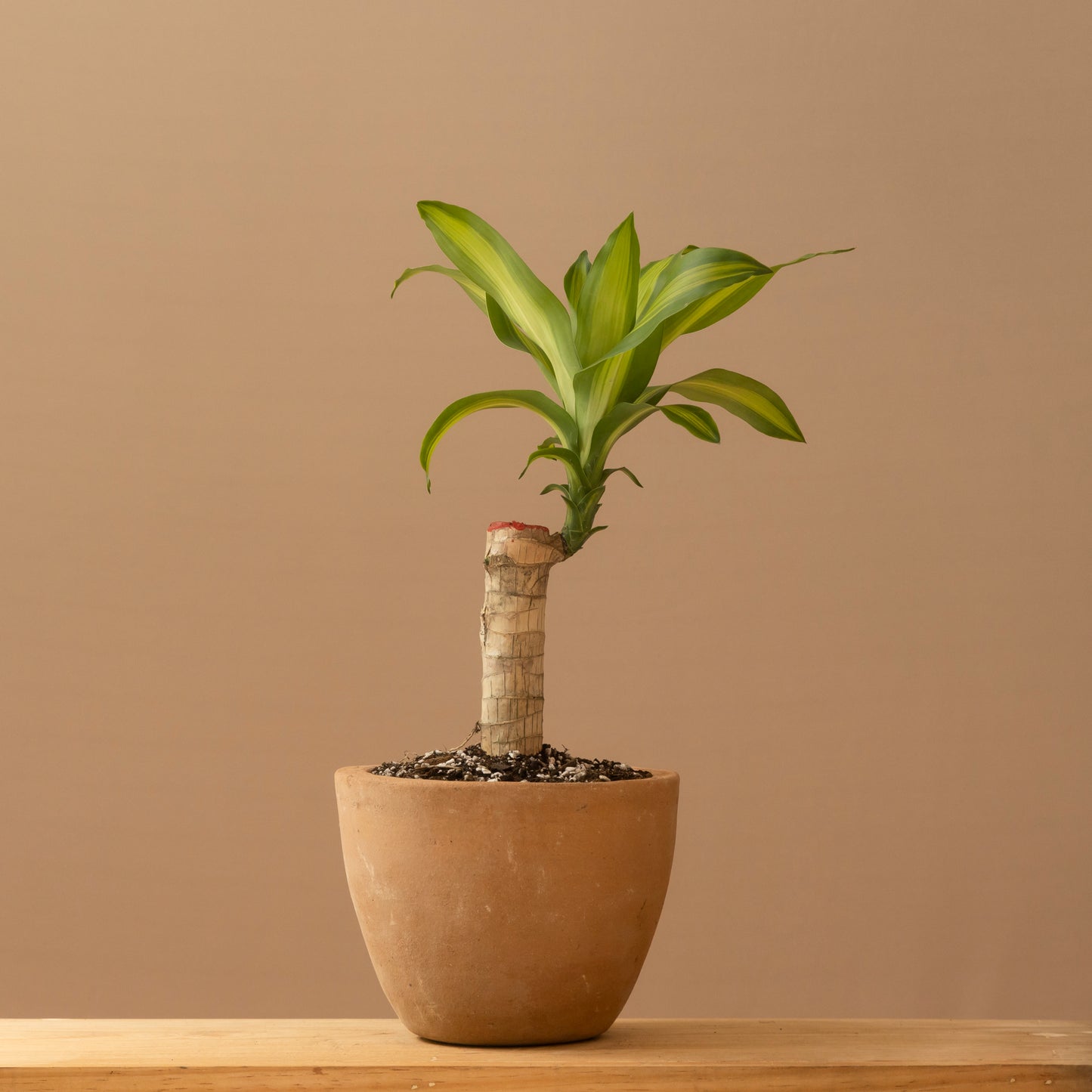 Maceta Orquidea 0