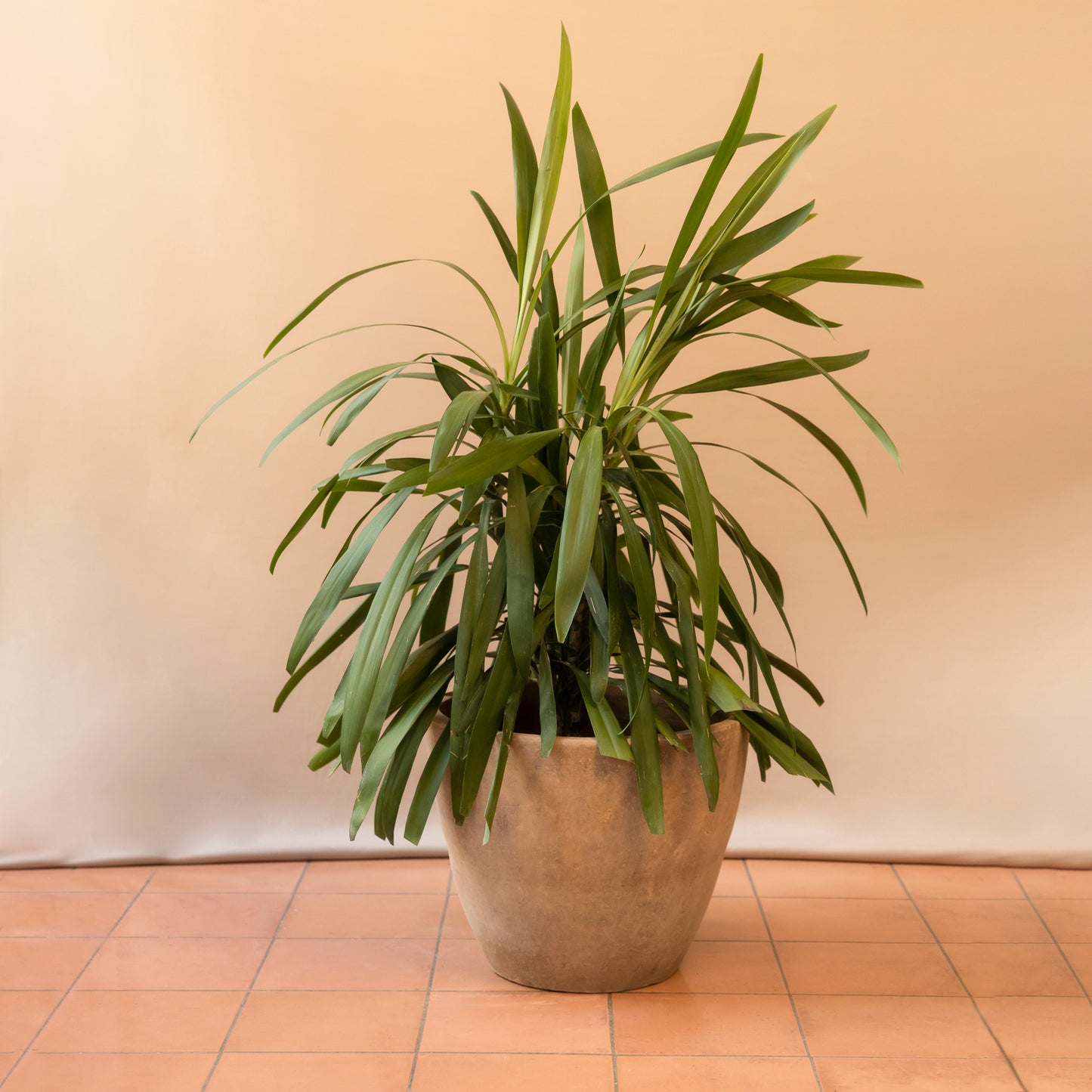 Maceta Orquídea 2