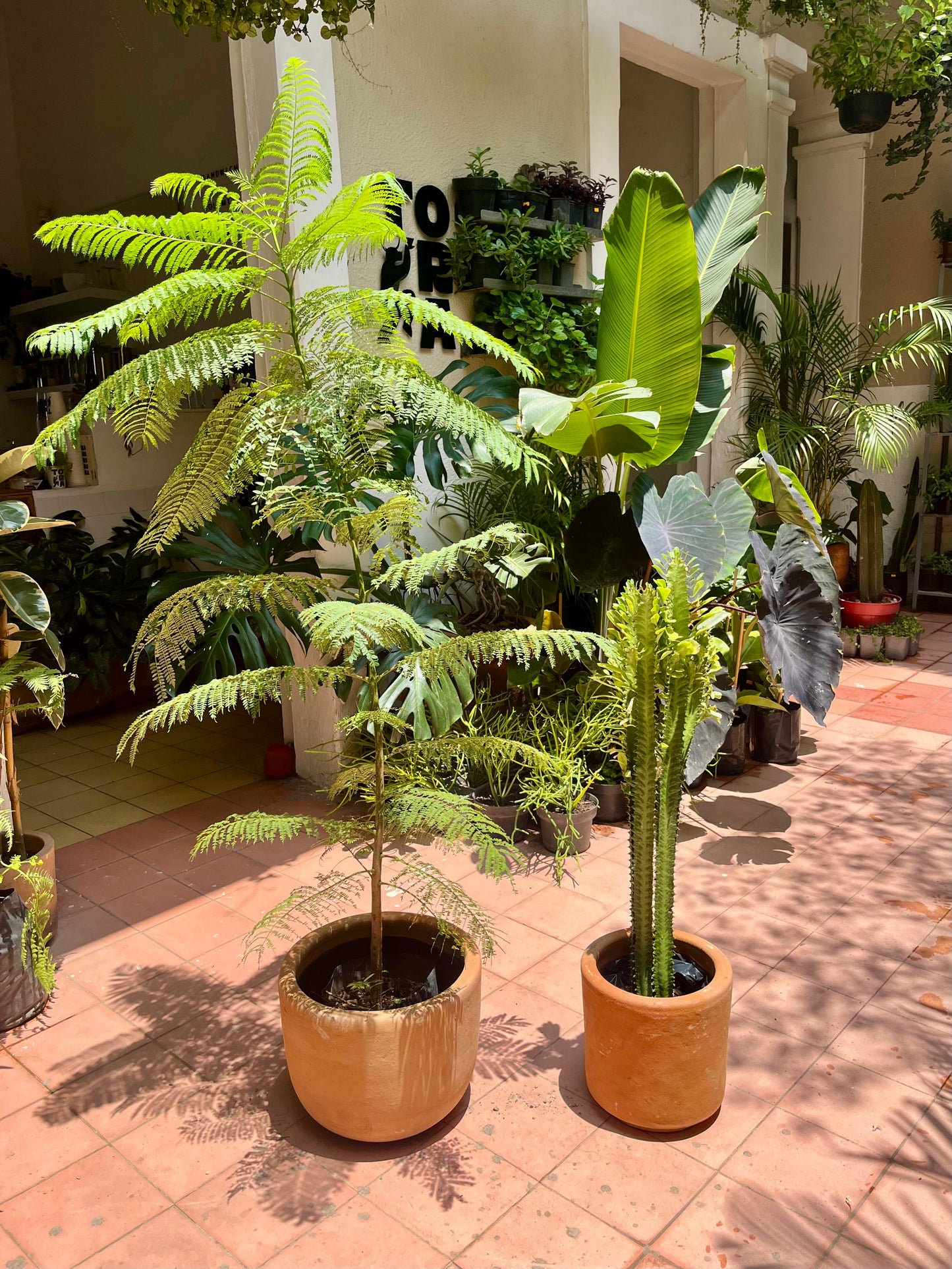Jacaranda + Euphorbia Trigona