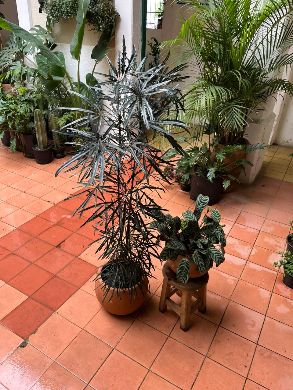 Aralia Elegantísima M + Calathea 6''