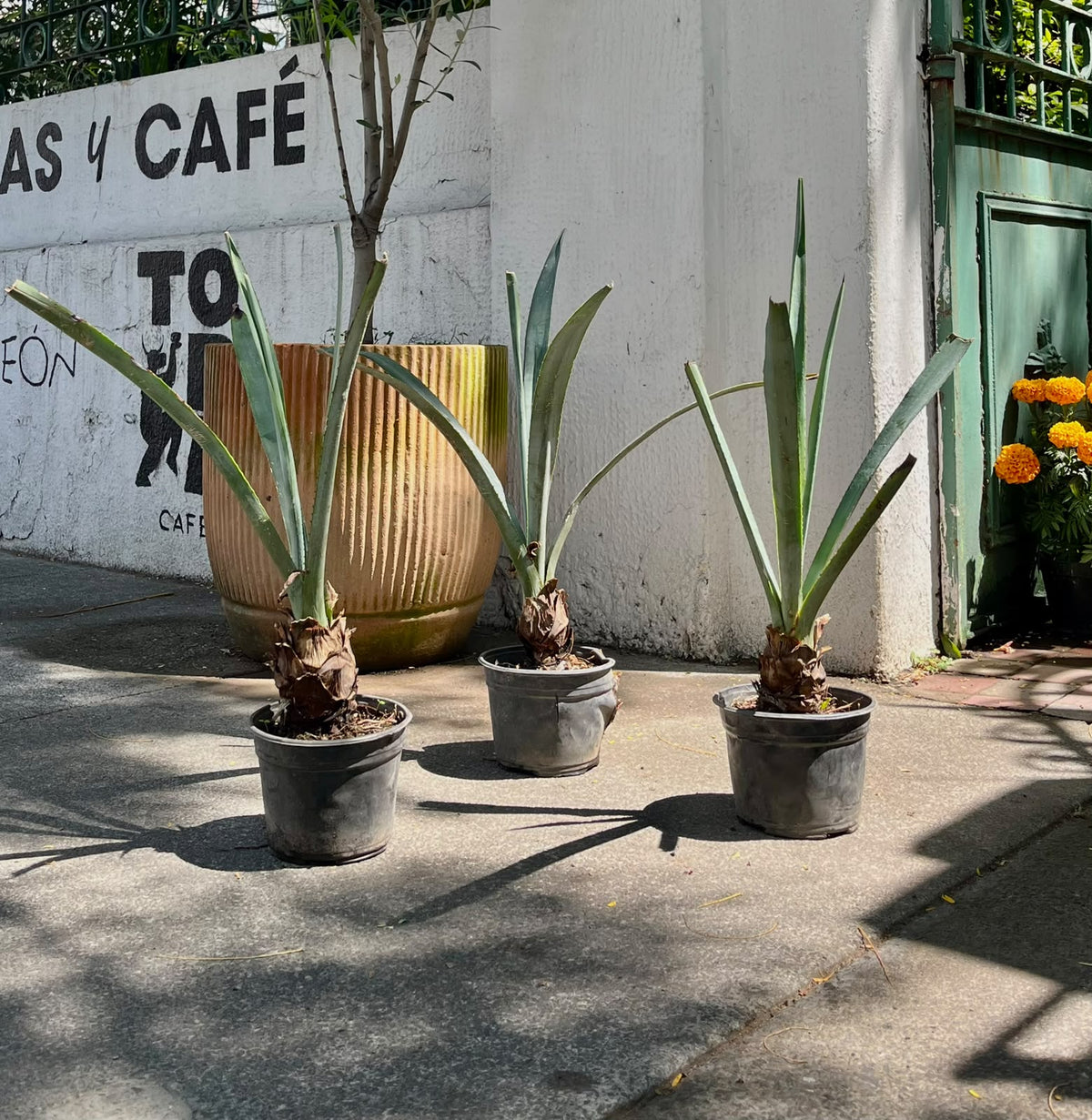 Agave Azul