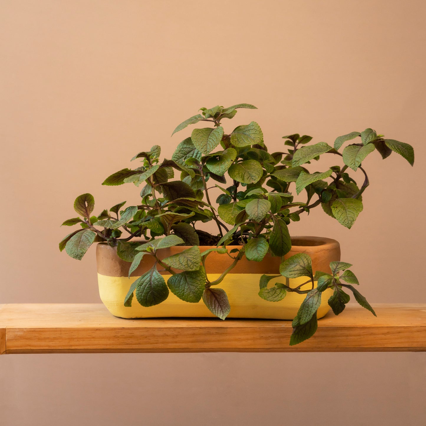 Jardinera Mediana