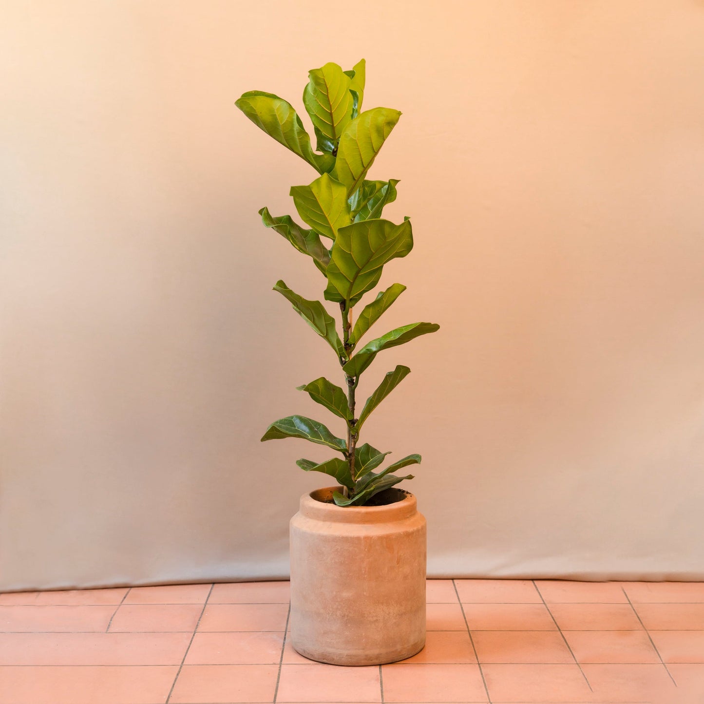 Ficus Pandurata