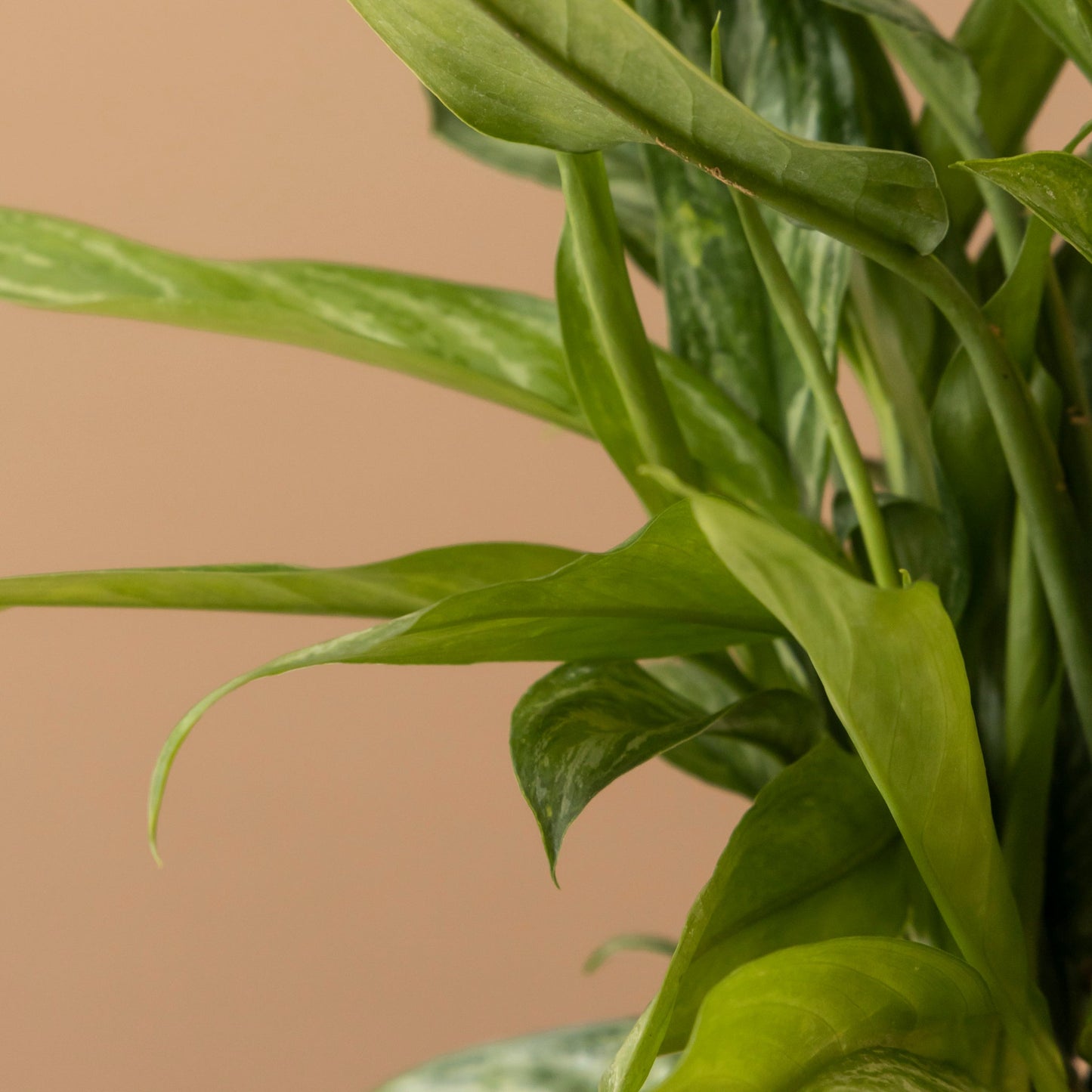 Aglonema Silver Queen