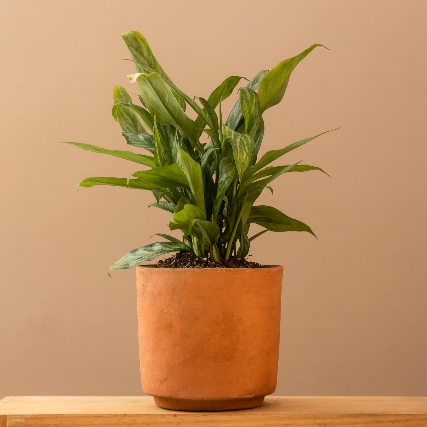Aglonema Silver Queen