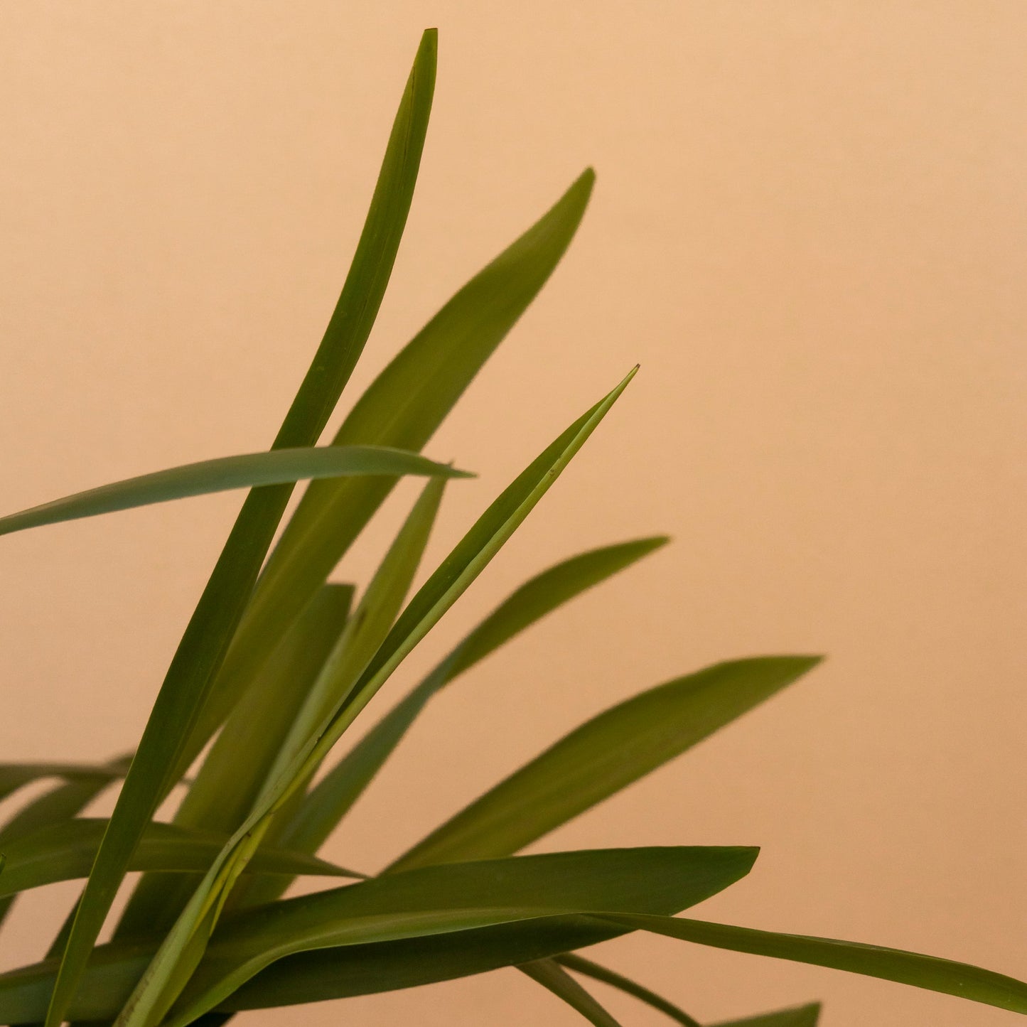 Dracena italica