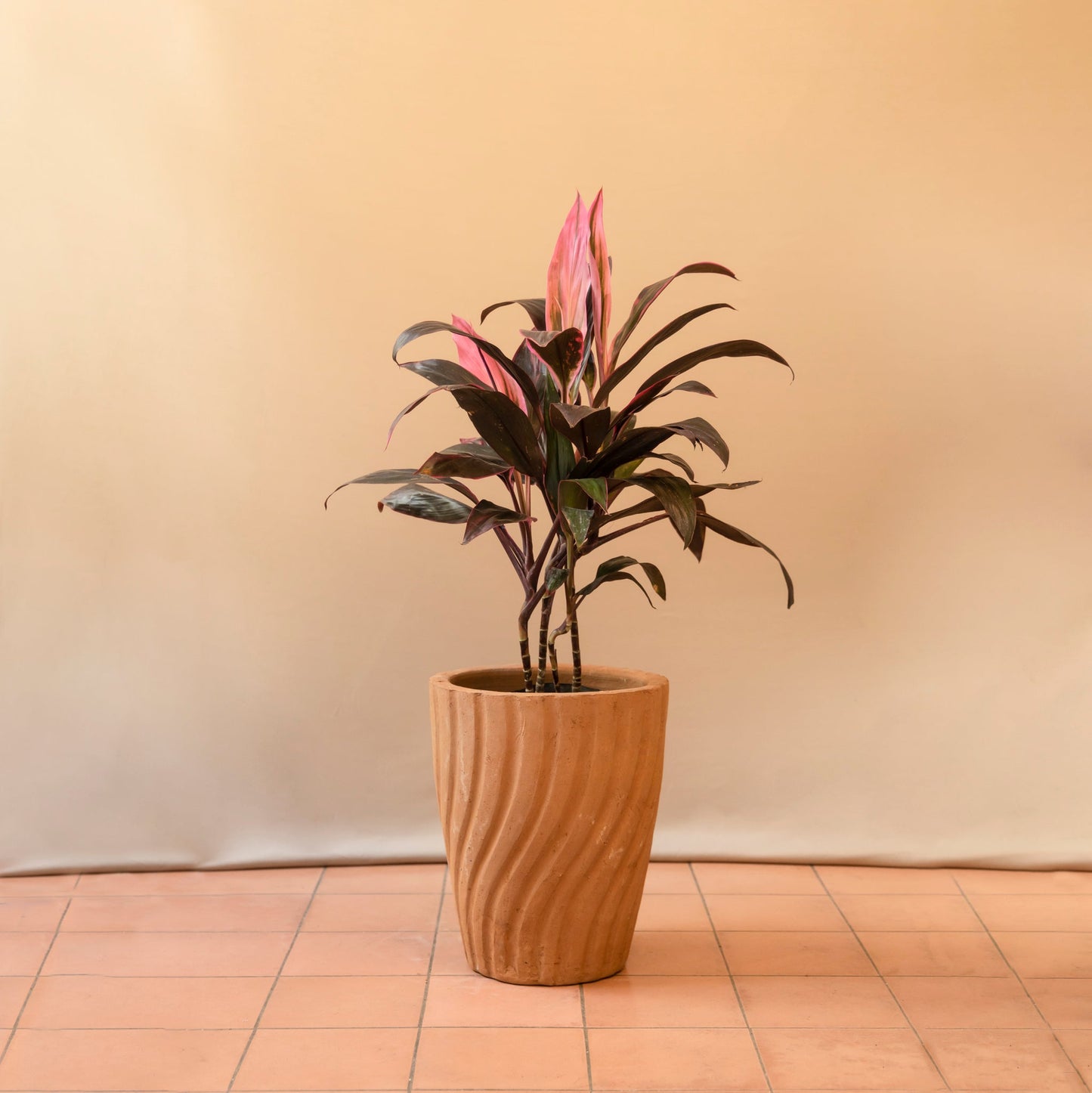 Dracena roja