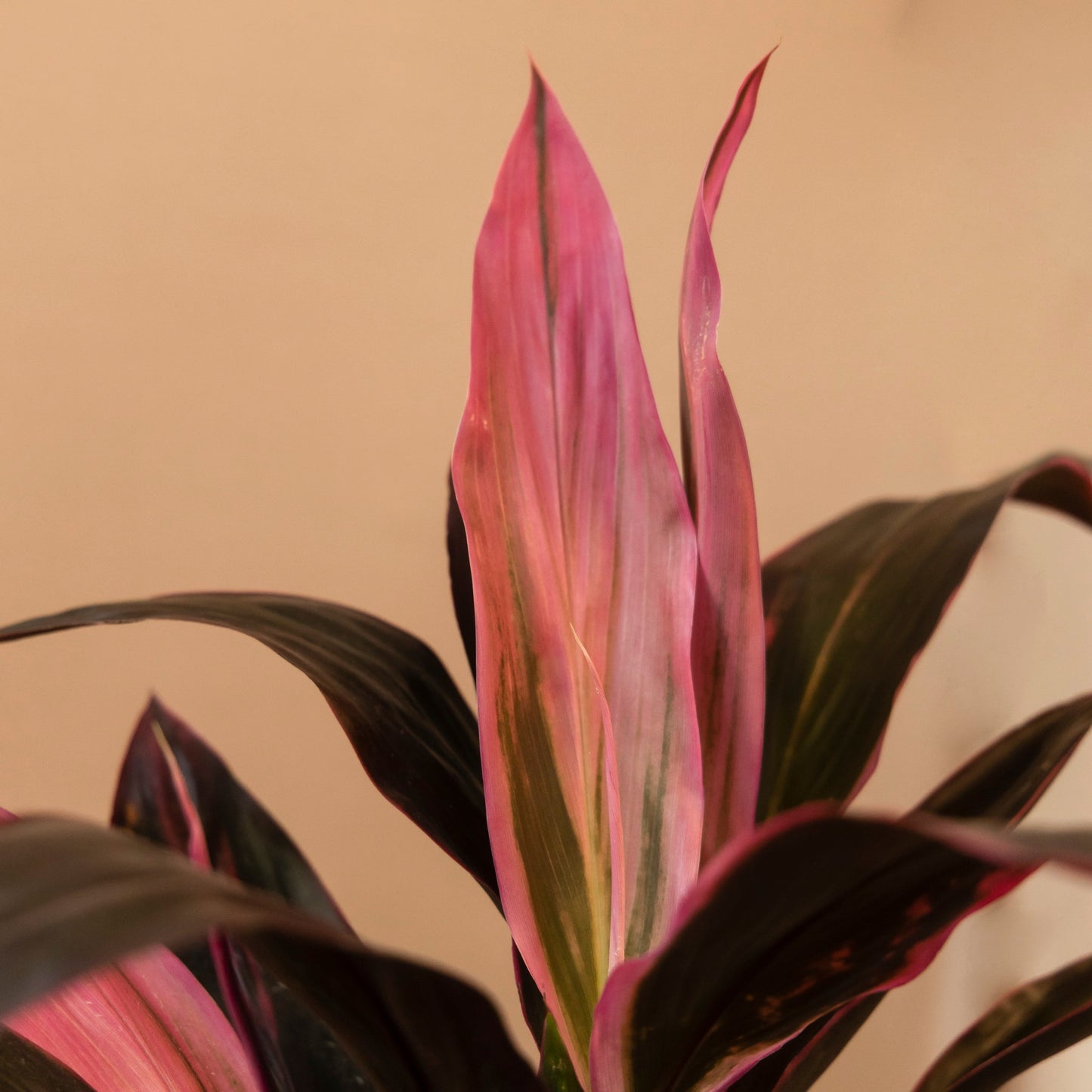 Dracena roja