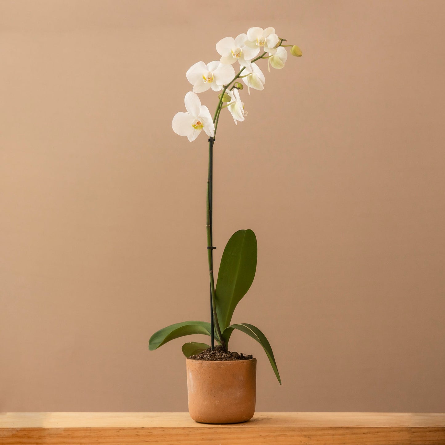 Orquídea Phalaenopsis