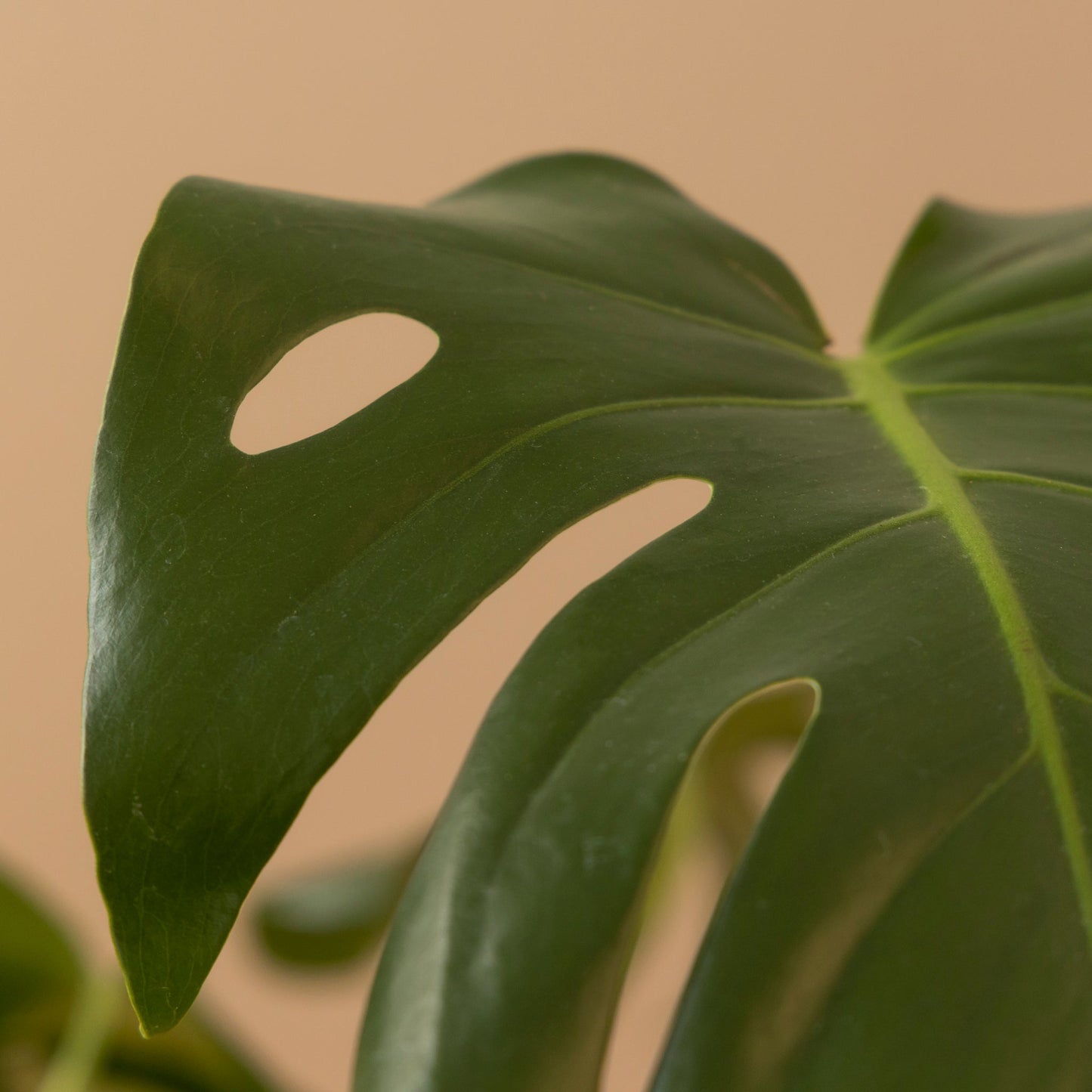 Monstera mini