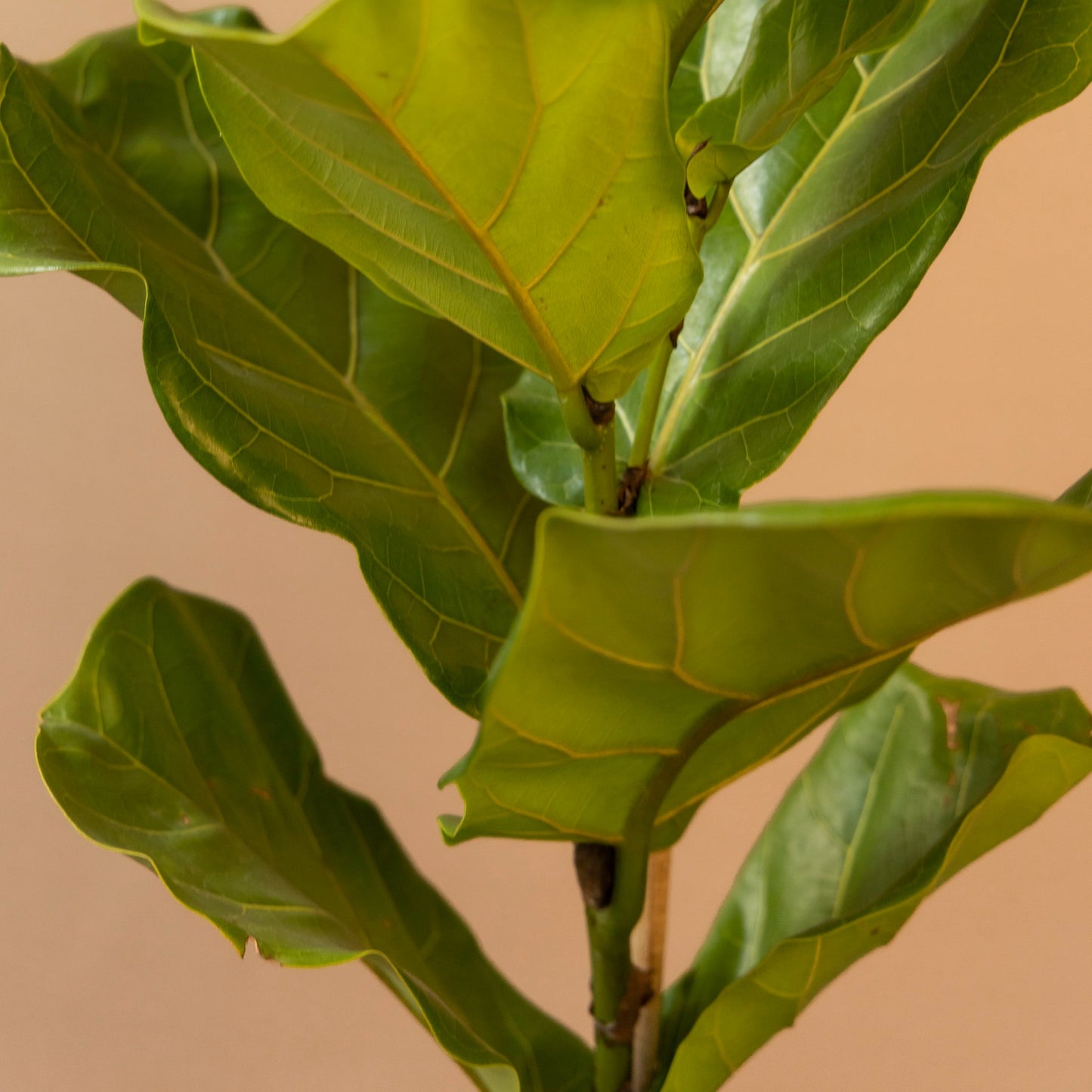 Ficus Pandurata