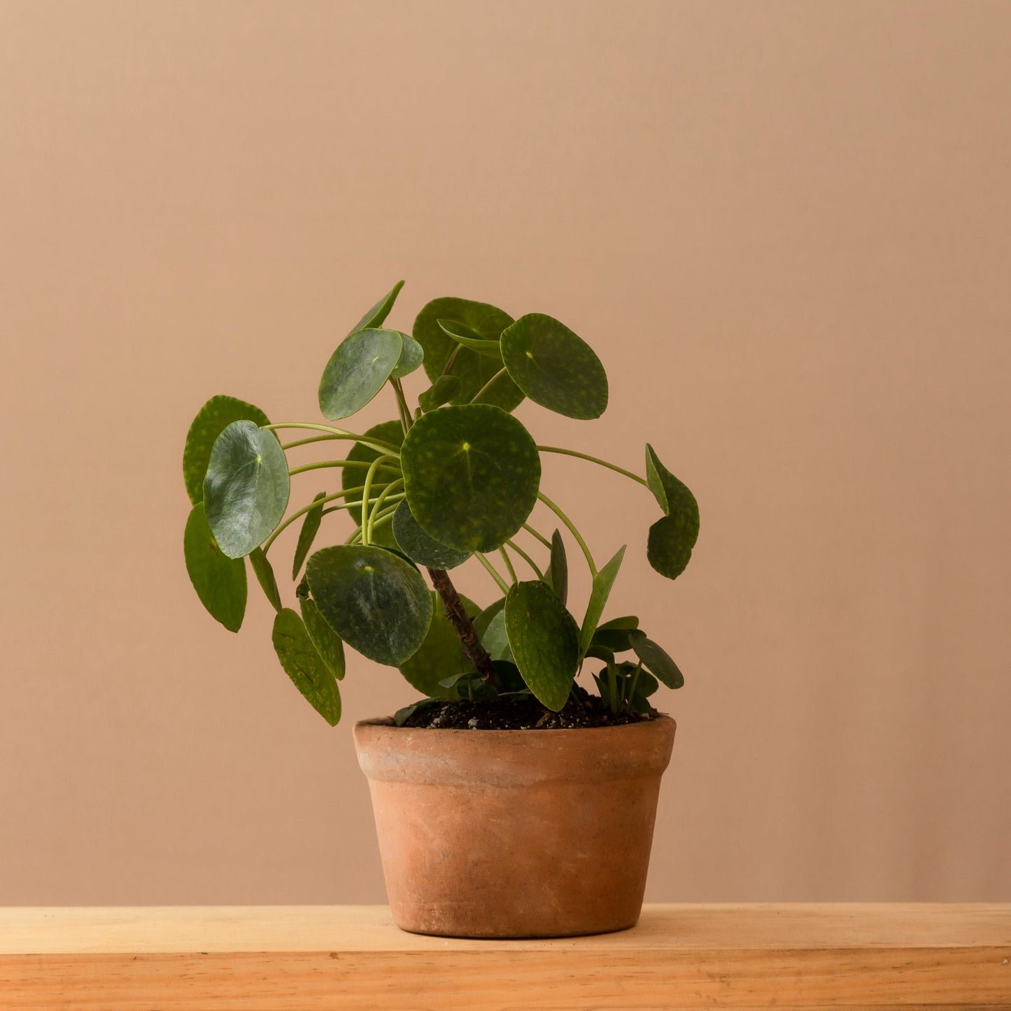 Pilea
