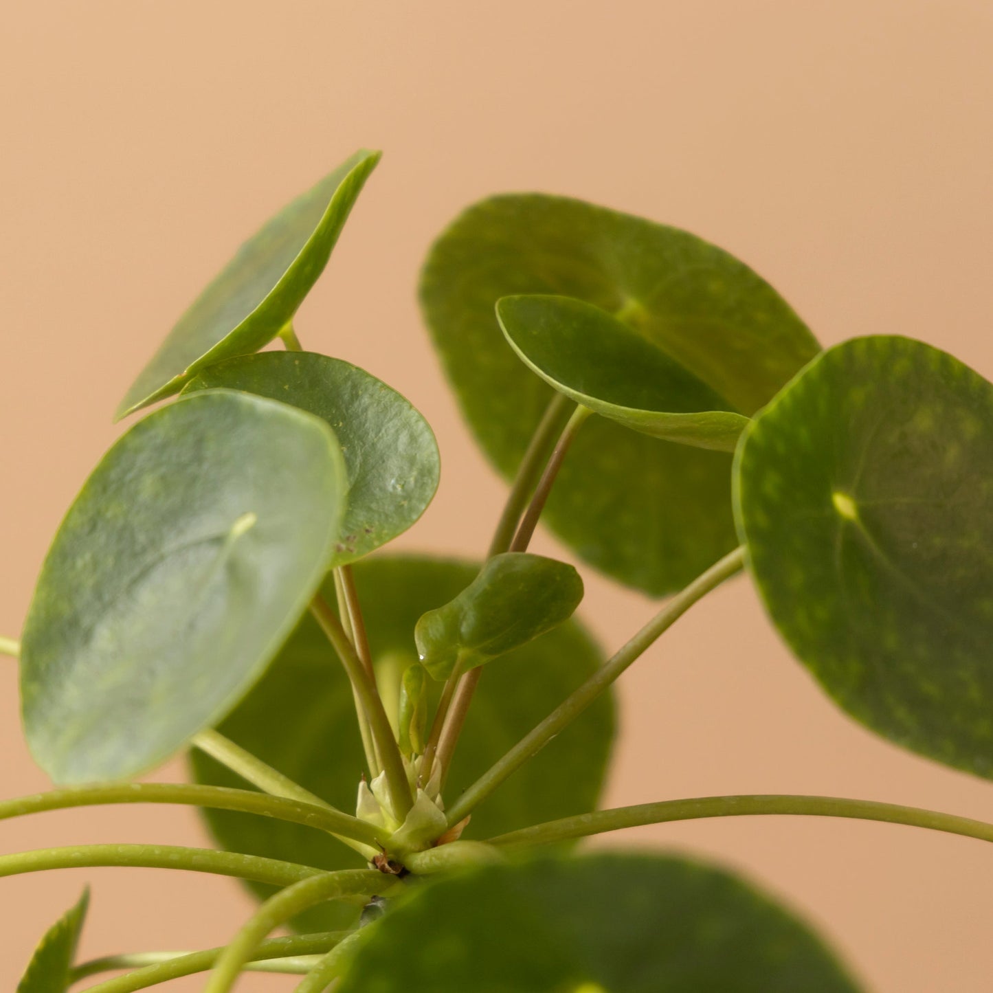 Pilea