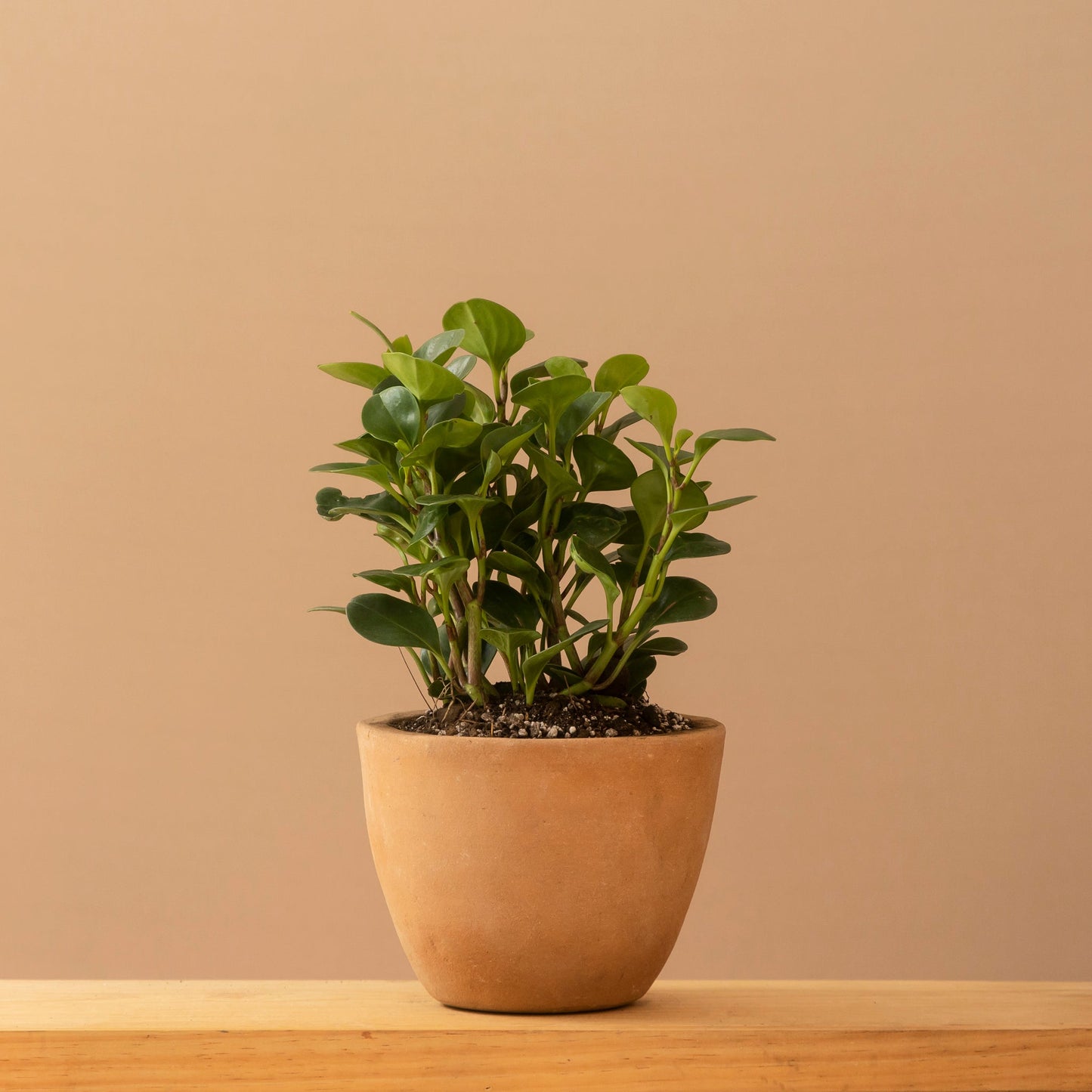 Peperomia