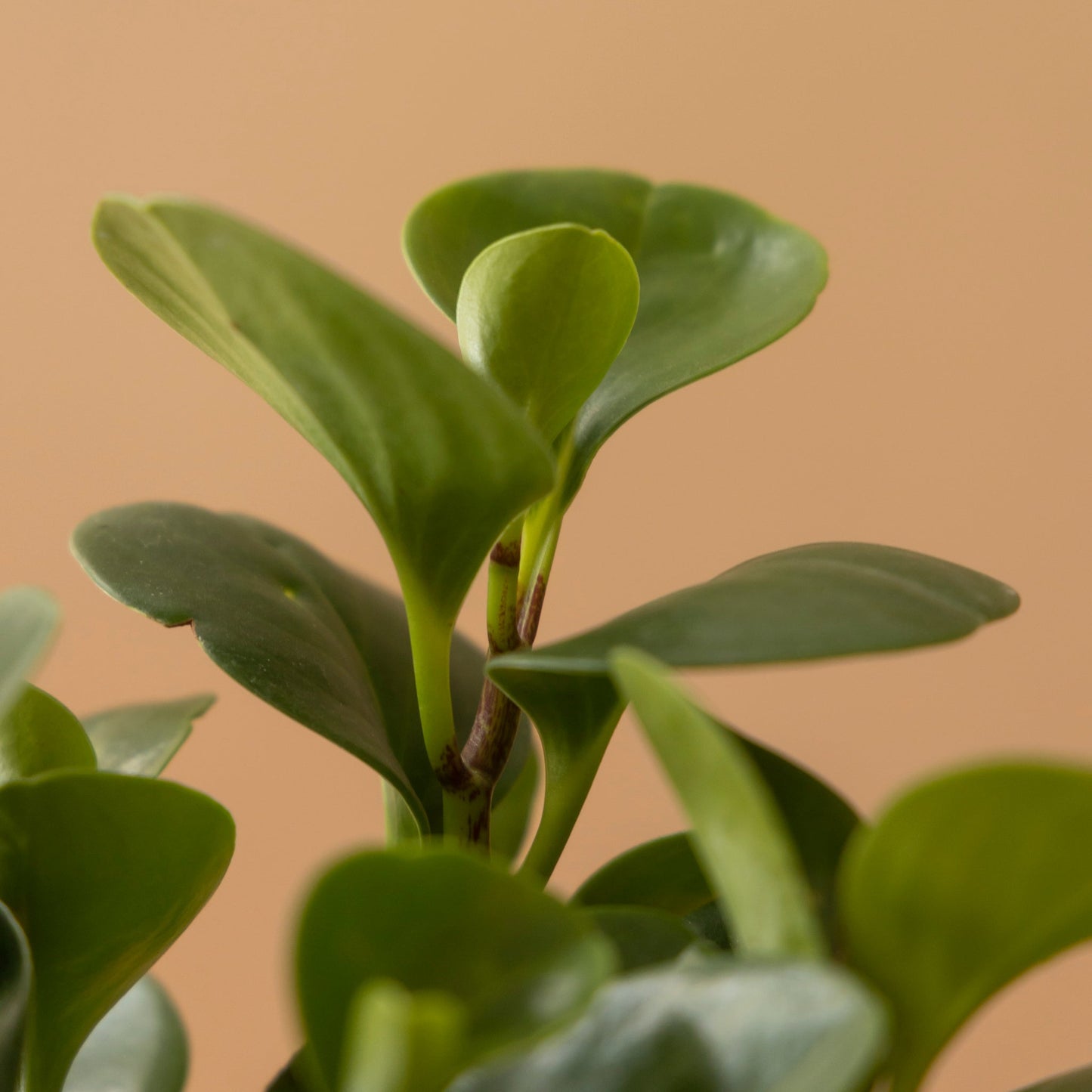 Peperomia