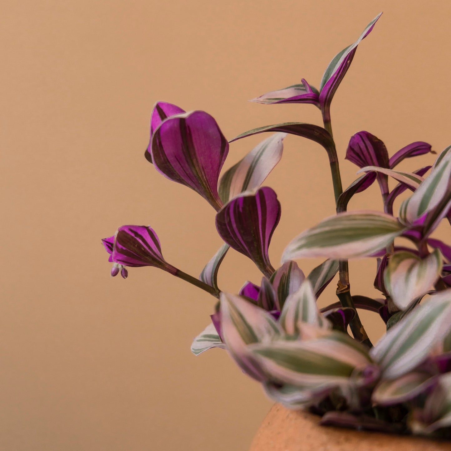 Tradescantia Nanouk
