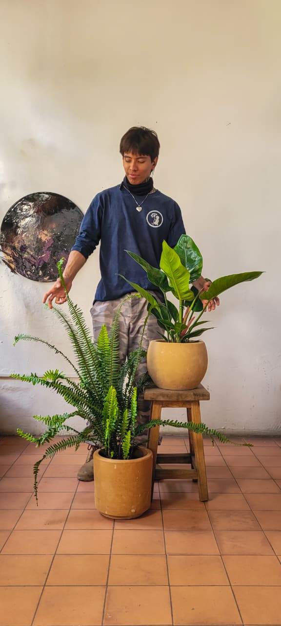 Helecho Peine + Filodendro Congo