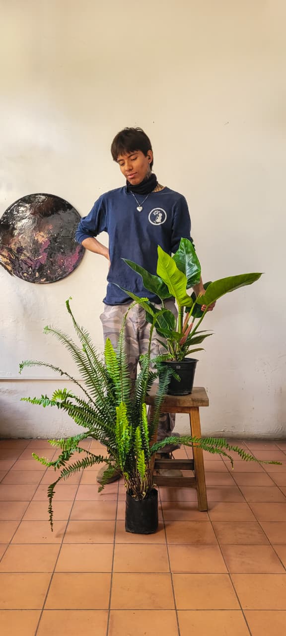 Helecho Peine + Filodendro Congo