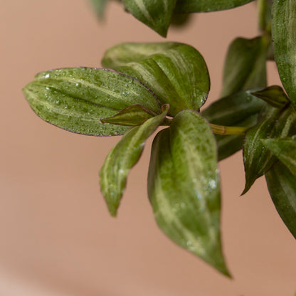 Zembrina colgante (Sin vergüenza)