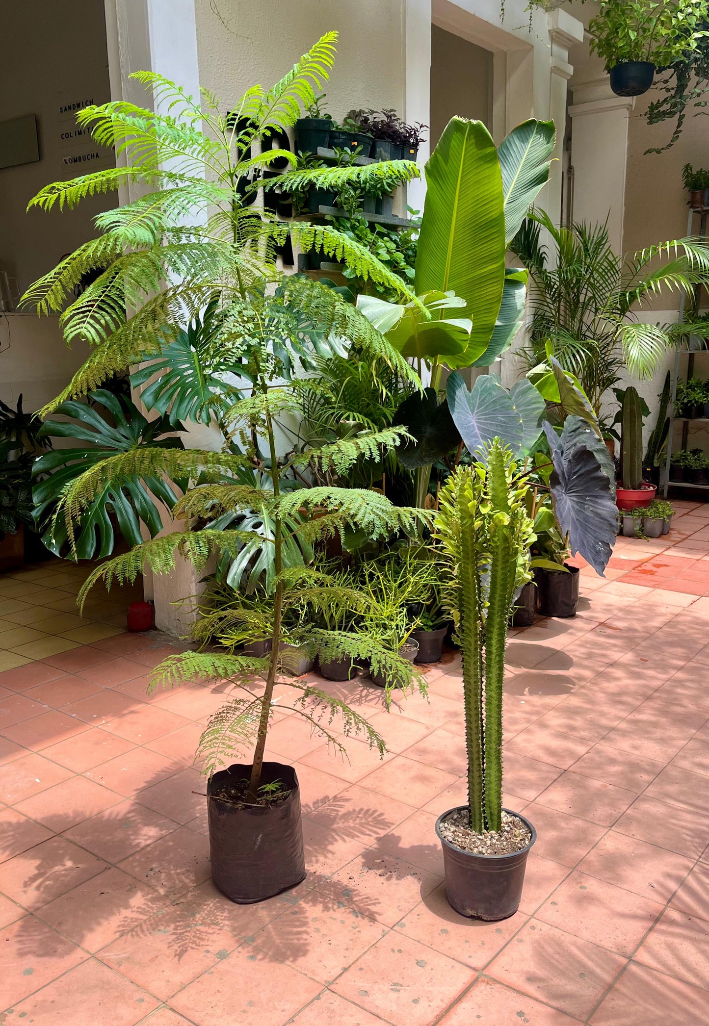 Jacaranda + Euphorbia Trigona