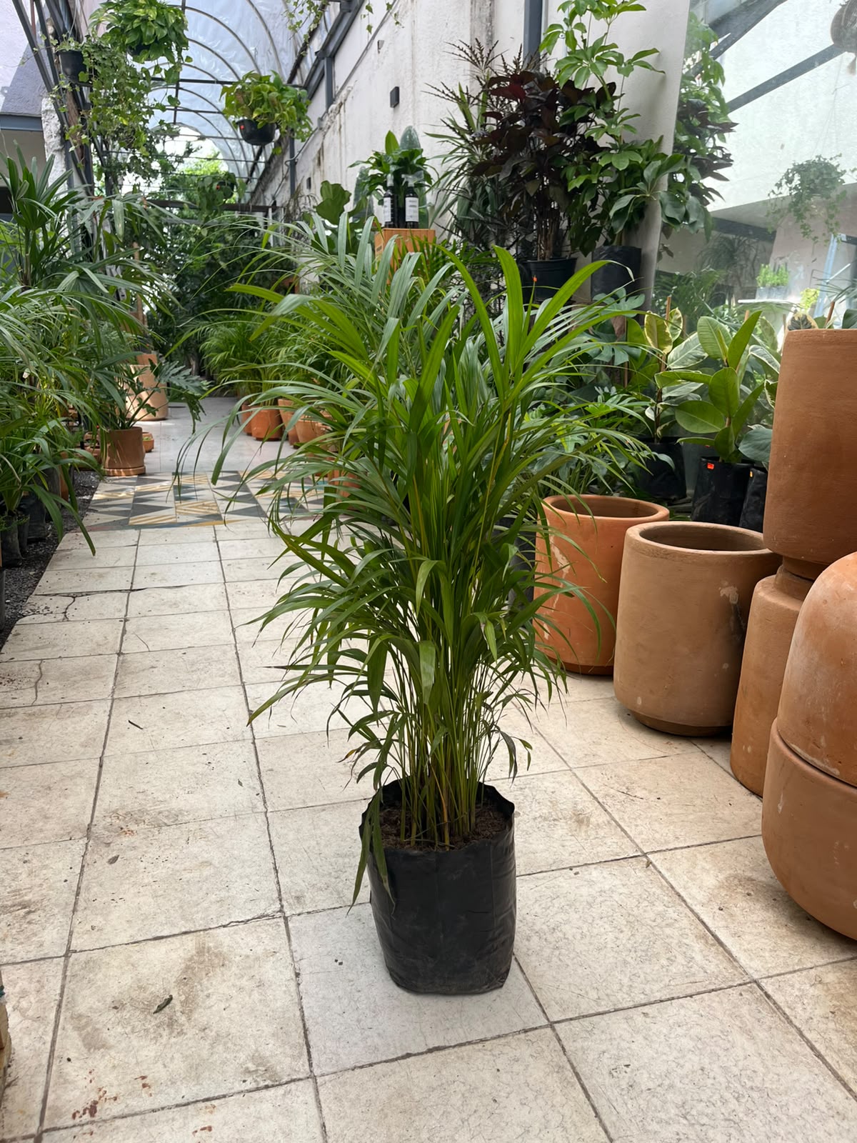 Palmera Raphis