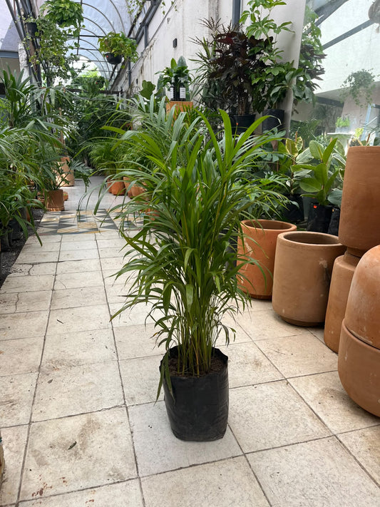 Palmera Raphis
