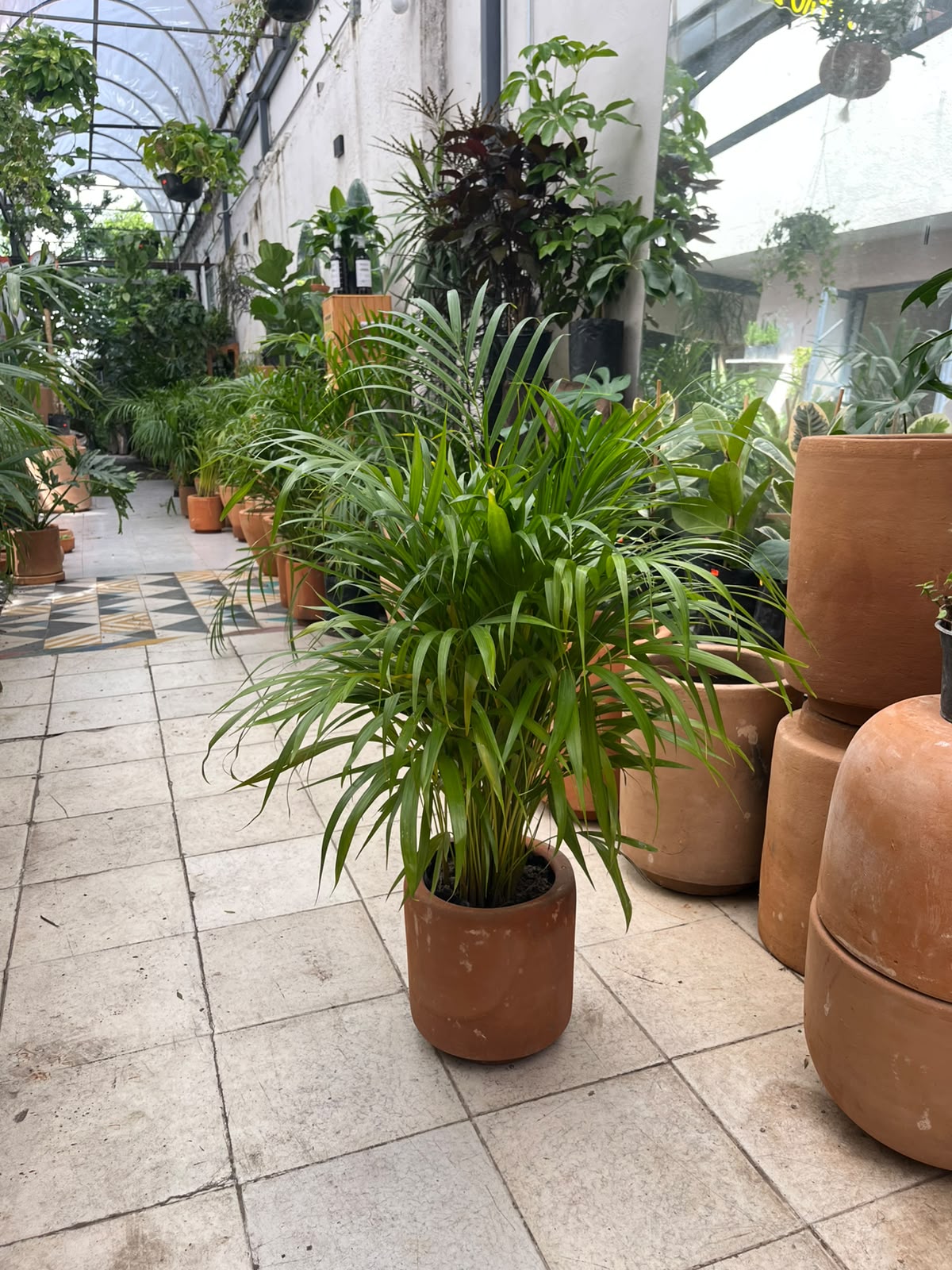 Palmera Raphis