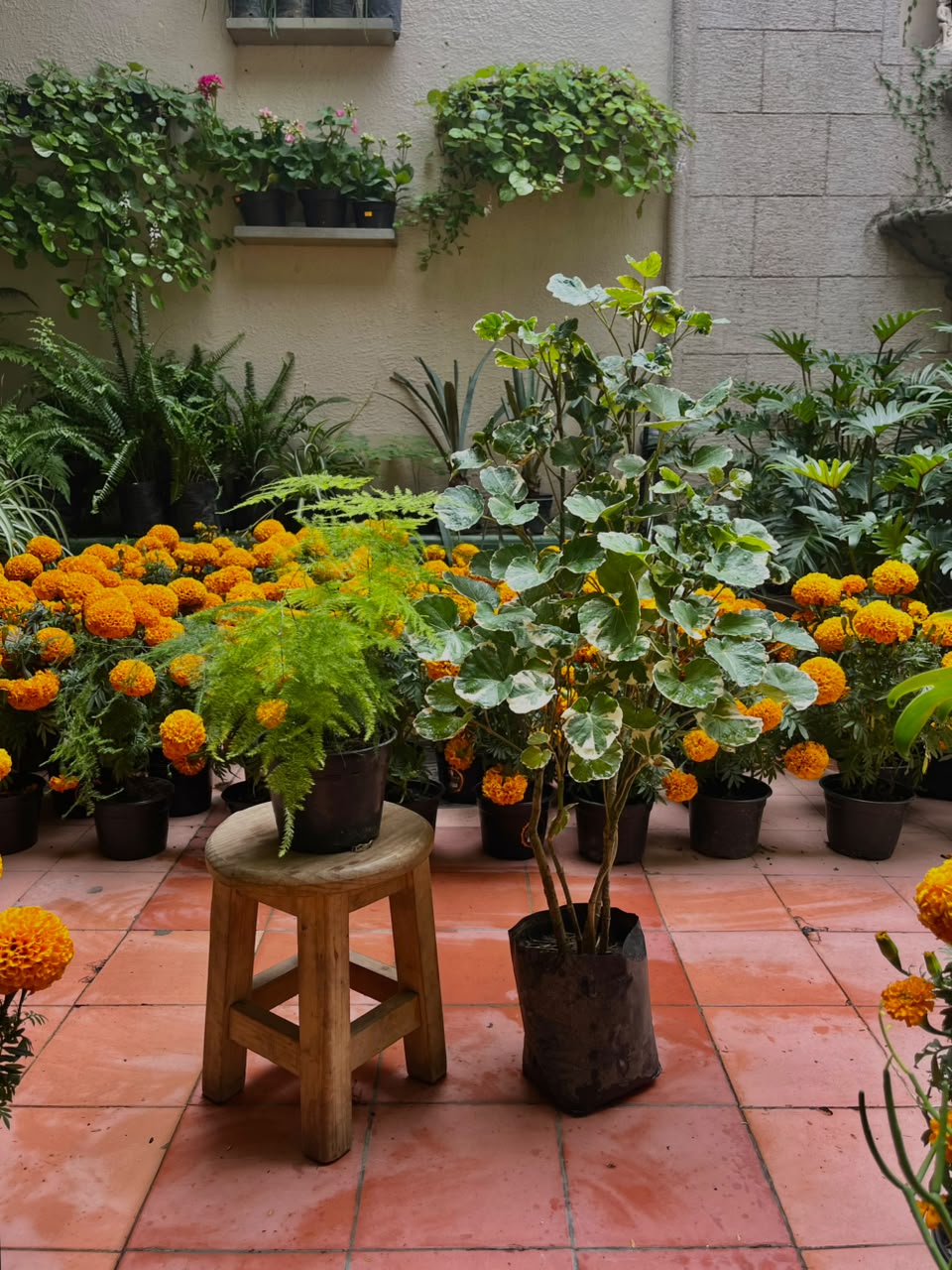 Helecho Espárrago + Aralia Conchita