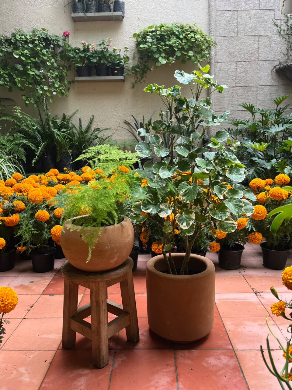 Helecho Espárrago + Aralia Conchita