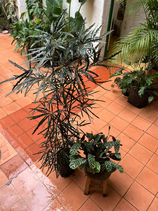 Aralia Elegantísima M + Calathea 6''