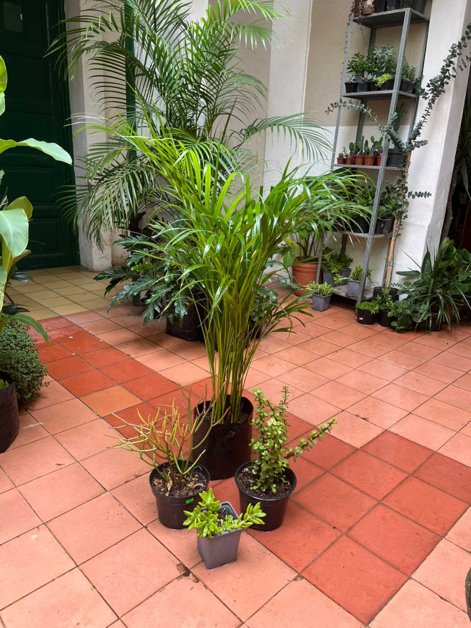 Palma Areca M + Euphorbia 6", Abundancia 6" y Suculenta 5"