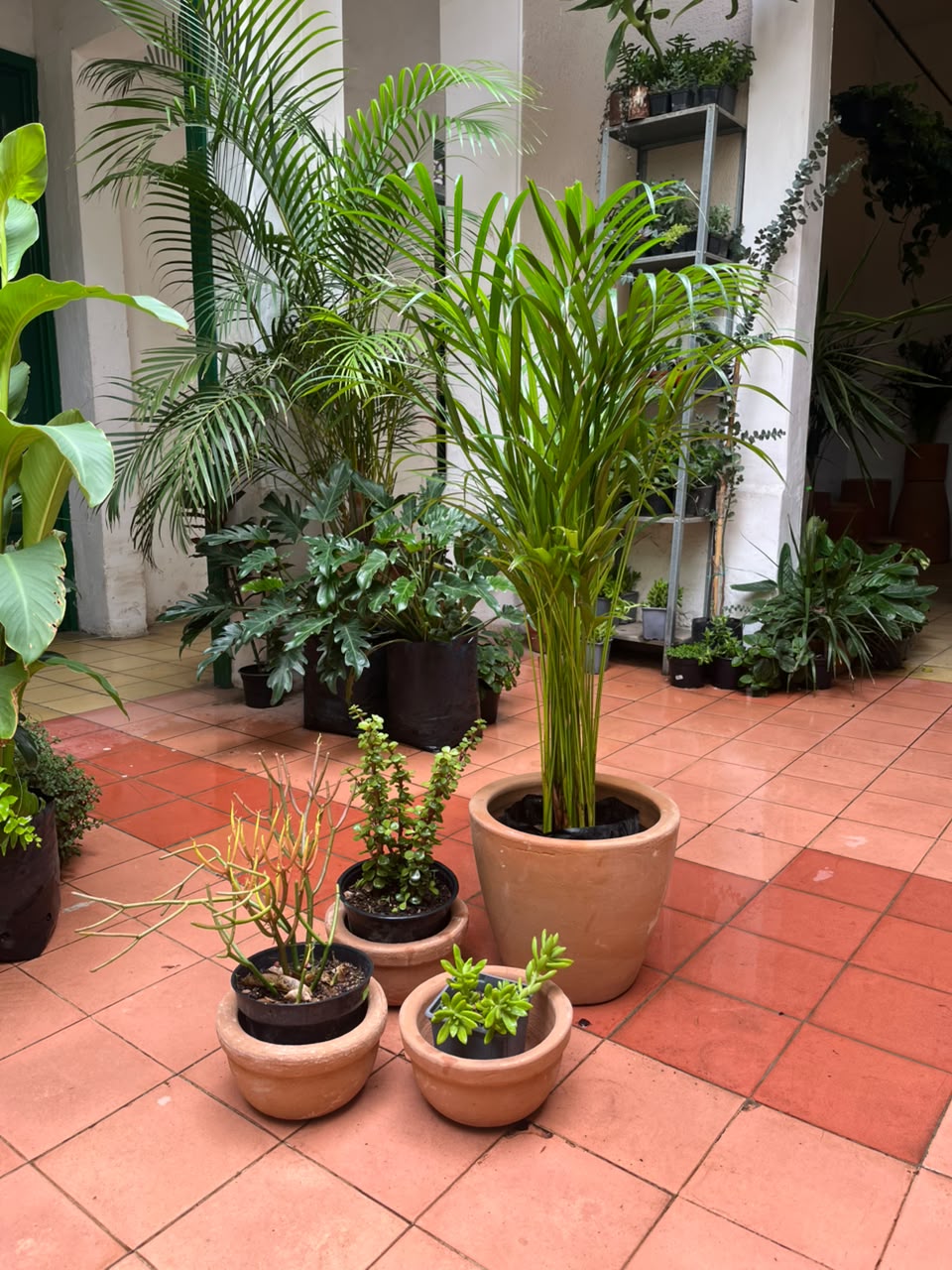 Palma Areca M + Euphorbia 6", Abundancia 6" y Suculenta 5"