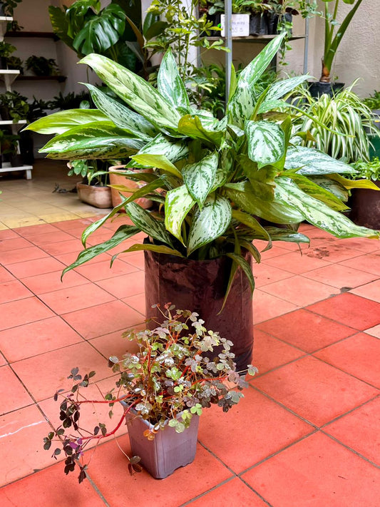 Aglonema Silver G + Trébol Morado 5"