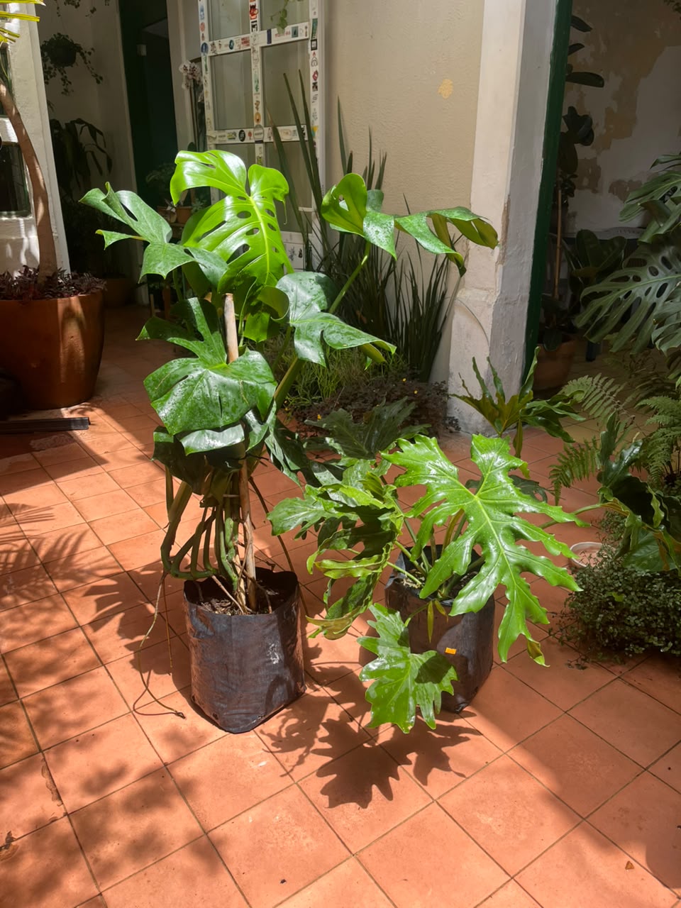 Colgantes