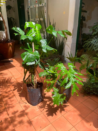 Colgantes
