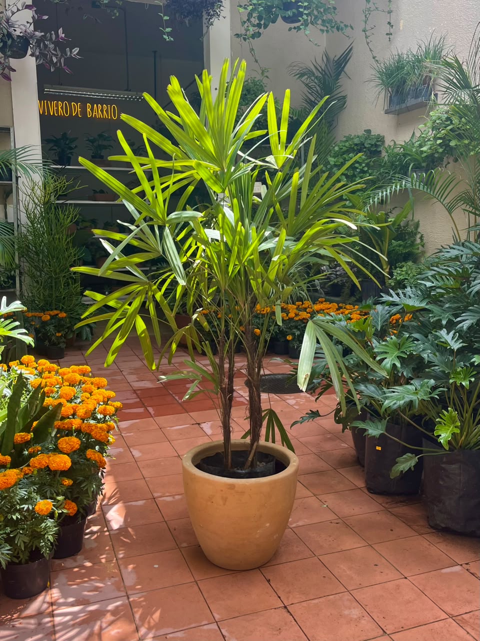 Palmera Raphis
