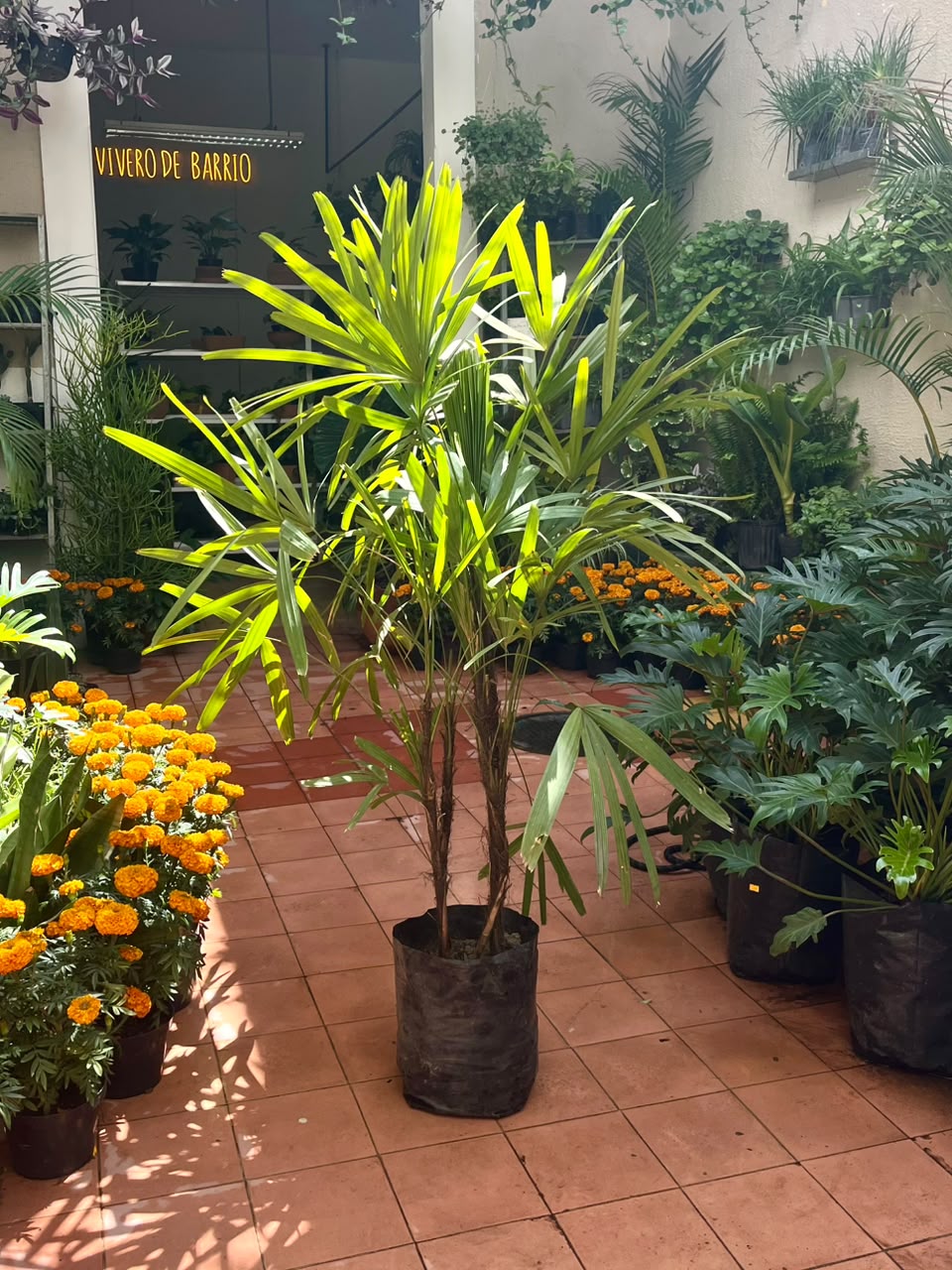 Palmera Raphis