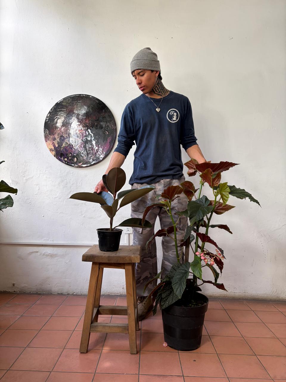 Hule Negro + Begonia ala de ángel.