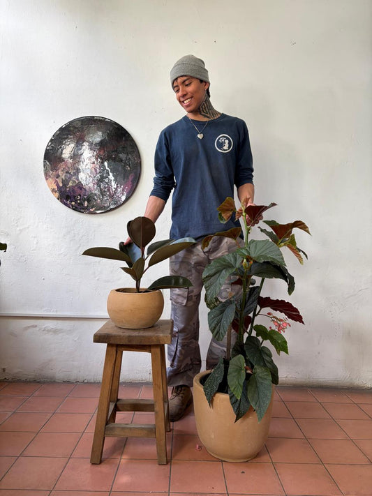 Hule Negro + Begonia ala de ángel.