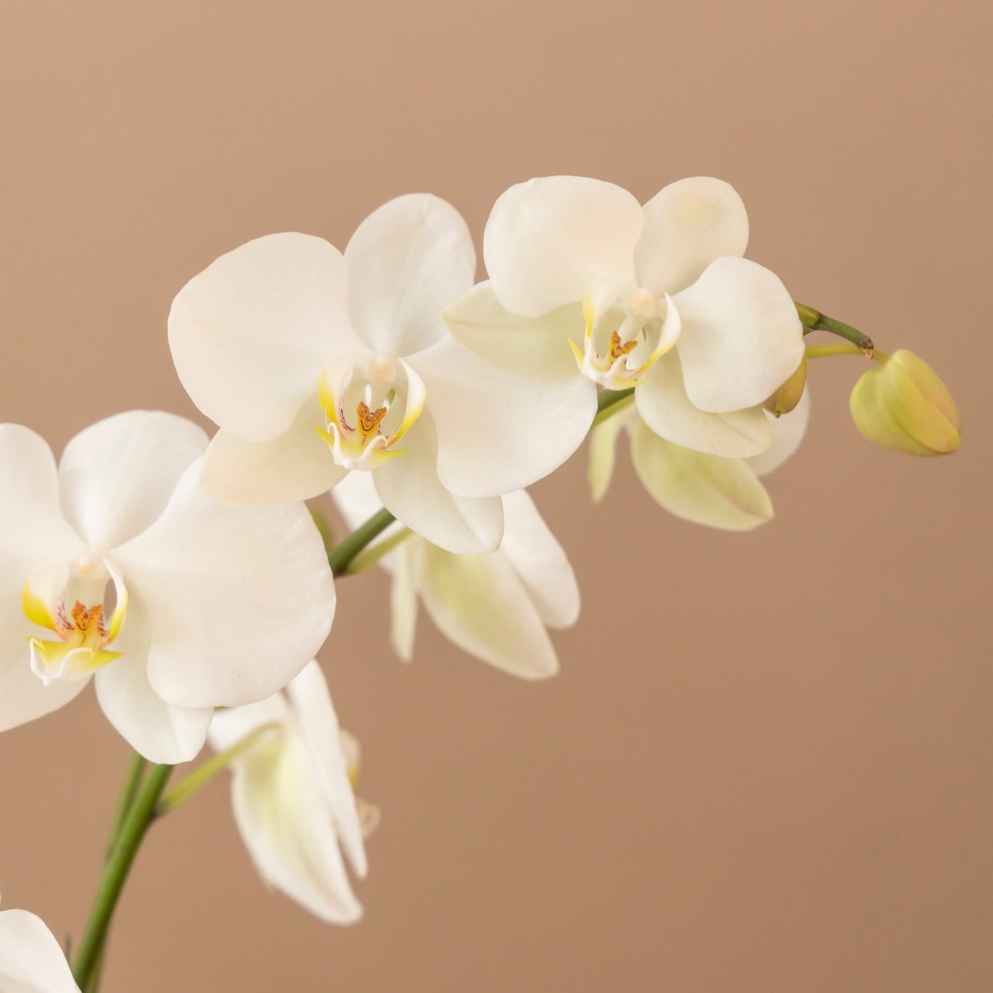 Orquídea Phalaenopsis